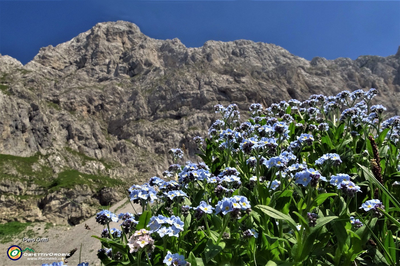 81 'Non ti scordar' (Myosotis) per la Corna Piana .JPG -                                